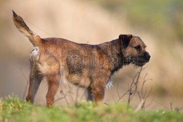 Border terrier France