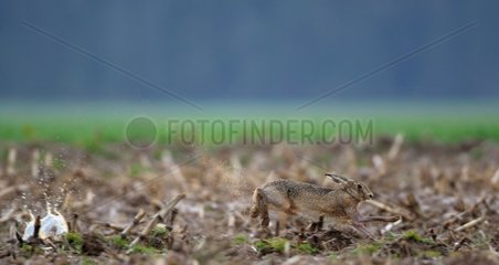 European hare running in a field in the spring France