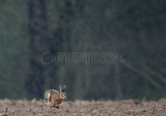 European hare running in a field under the rain France