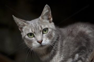 Portrait of Grey Cat with green eyes on black France