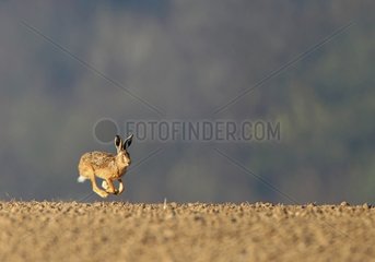 European hare running in a plow in the spring France