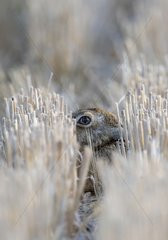 European hare hidden in grain thatches France