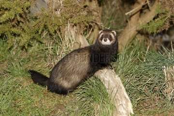 Polecat on a branch in the grass