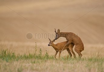 Mating of roe deers in summer France