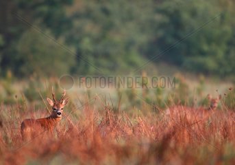 Roebuck in a clearing in the spring in the Sologne France