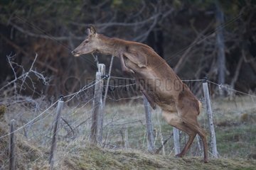 Hind jumping an electric fence in winter France