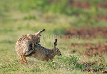 Matins of european hares to the edge of a field France