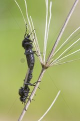 St. Mark's Fly mating on a stem