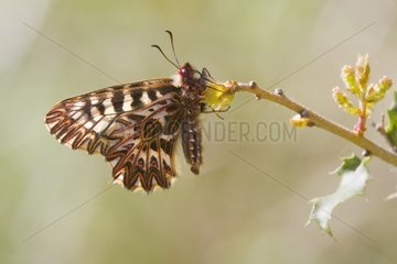 Southern Festoon on a shrub in the spring Massif des Maures