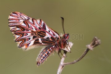 Southern Festoon on a grass in the spring Massif des Maures