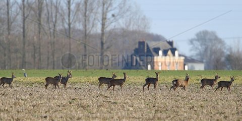 Group of deers in a field in winter France