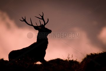 Silhouette of a male red deer in autumn