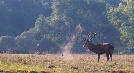 Male Red deer projecting earth with its woods