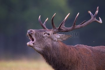 Portrait of a male red deer bellowing