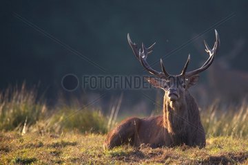Male Red deer lying in a meadow in late summer