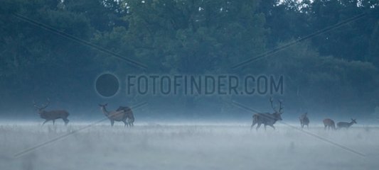 Herd of red deers during the rutting in the mist