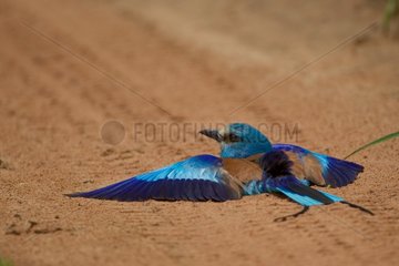 Abyssinian Roller taking a sunbath Africa