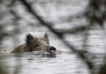 Eurasian wild boar swimming in winter Seine Maritime France