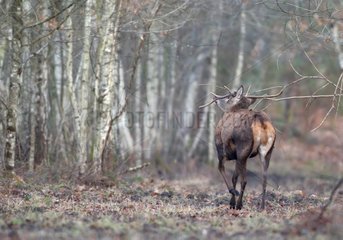 Male red deer with deformed antlers in winter France