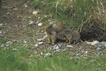 Columbia Ground Squirrel and youngs Rocky Montains