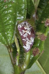 Plante myrmécophile Guyane française