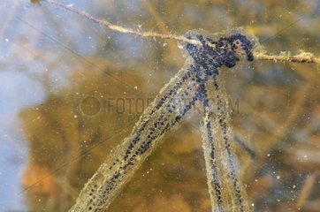 Strands of common toad eggs in the water France