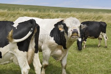 Herde der Kühe Holstein zu Pre- und Young Bull France