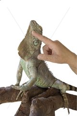 Main d'homme caressant le menton d'un iguane
