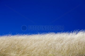 Grass on a fallow in Bulgaria