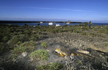 Landscape of the Galapagos Islands with Land Iguana Ecuador