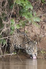 Jaguar drinking Encontros das Aguas Pantanal Brazil