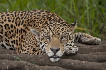 Jaguar lying on roots Encontros das Aguas Pantanal Brazil