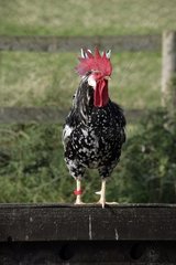 Ancona cock Warwickshire