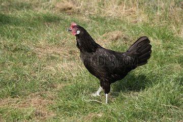 Andalusian hen in grass Warwickshire