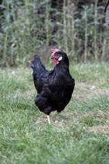 Black Leghorn hen Warwickshire