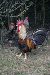 Brown leghorn cock and hen Warwickshire