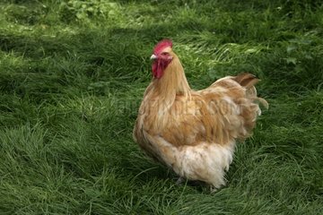 Buff Orpington cock Warwickshire