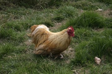 Buff Pekin cock Warwickshire