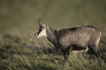 Northern chamois in grass France