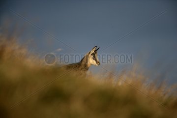Young Northern chamois in grass France
