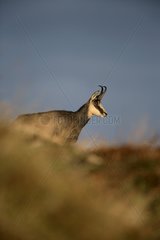 Northern chamois in grass France