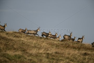 Group of Northern chamois in grass France