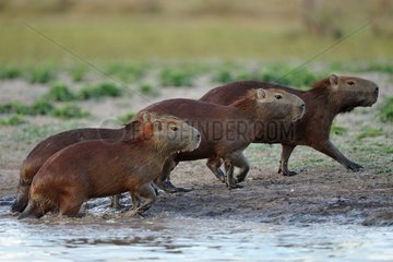 Capybaras after bathing in the Llanos of Venezuela