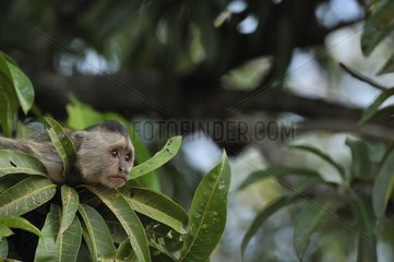 Portrait of a Capuchin monkey careful around Venezuela
