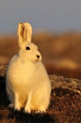 Portrait of an Arctic hare in Cape Hoegh Greenland