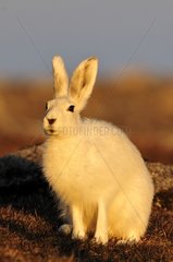 Portrait of an Arctic hare in Cape Hoegh Greenland