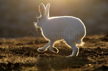 Arctic hare in Cape Hoegh Greenland