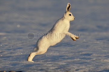 Arctic hare about to run away in Cape Hoegh Greenland