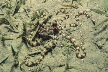 Juvenile octopus on a sandy bottom Red Sea Egypt