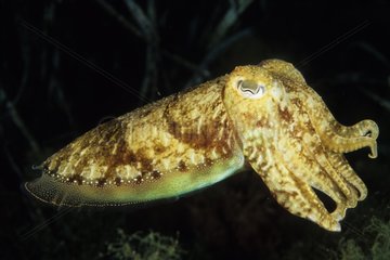 Common cuttlefish swimming in open sea France
